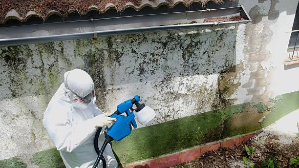Trusted Attic Mold Removal service in Trevorton, PA - Cheap Mold Removal